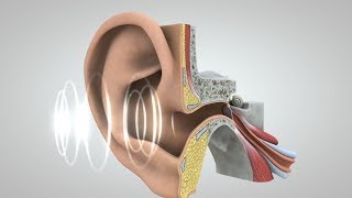 Acoustic Phonetics Understanding Sound Waves [upl. by Finah]