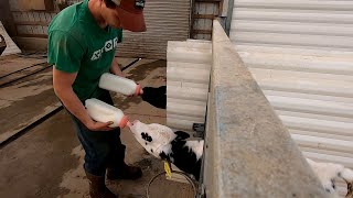 Feeding Calves [upl. by Erreid]