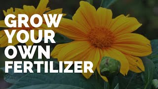 Grow Your Own Fertilizer Grow Tithonia diversifolia [upl. by Lua]