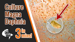 How to culture DAPHNIA MAGNA  The easy way [upl. by Asemaj130]