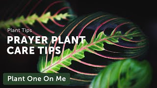 Prayer Plant Marantaceae Care — Ep 031 [upl. by Liatris562]