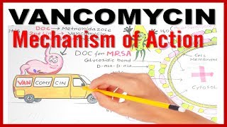 VANCOMYCIN Mechanism of Action [upl. by Doralyn]