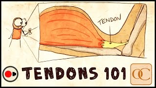 The Basic Science of Tendons amp Tendinitis [upl. by O'Doneven]