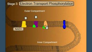 Electron Transport Phosphorylation [upl. by Erina]