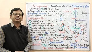 Diabetes Mellitus Part10 Mechanism of Action of Sulfonylurease  Antidiabetic Drugs  Diabetes [upl. by Siddra779]