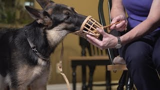 Basket Muzzle Training  Flash class [upl. by Haleelahk64]