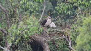 Nesting Philippine Eagle with Eaglet [upl. by Illehs861]