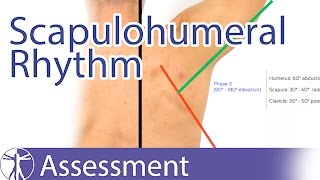 Scapulohumeral Rhythm [upl. by Brause]