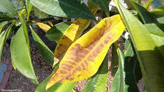 PLUMERIA Plant Care Leaves turning YELLOW and FALLING OFF Tips  Growing Frangipani Hawaii Garden [upl. by Motteo]