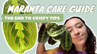 MARANTA PLANT CARE  PROPAGATION  prayer plant tips [upl. by Yramliw]