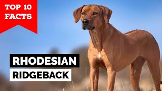 Rhodesian Ridgeback  Top 10 Facts [upl. by Dotty]