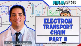 Metabolism  Electron Transport Chain DETAILED  Part 3 [upl. by Lansing]