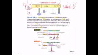 Structure of mRNA [upl. by Audrey]