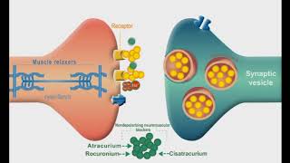 Autonomic Nervous system animation Neuromuscular Junction Blockers [upl. by Alesiram]