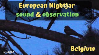 European nightjar caprimulgus europaeus sound and observation in Belgium  Europese nachtzwaluw [upl. by Min152]