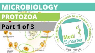 Protozoa  Microbiology  USMLE STEP 1  Part 1 of 3 [upl. by Ferriter]