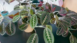 Maranta Leuconeura Prayer Plant Care and Propagation [upl. by Calv]