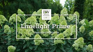 Introducing Limelight Prime™ [upl. by Sand]