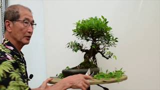 How to care for Ficus Bonsai [upl. by Cariotta]