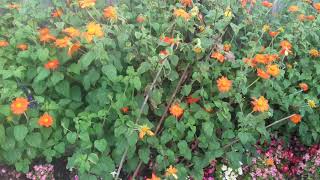 How to grow Tithonia Variety Torch Mexican sunflower [upl. by Sheeb]