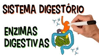 ✅ SISTEMA DIGESTÓRIO E ENZIMAS DIGESTIVAS [upl. by O'Malley]