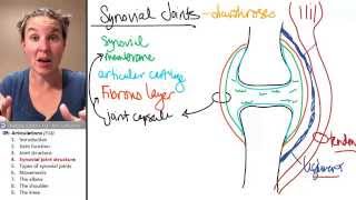 Articulations 4 Synovial joint anatomy [upl. by Neliac]