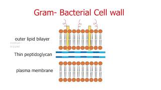 Penicillin and Beta lactam Antibiotics  Mechanism of Action and Resistance  Antibacterial spectrum [upl. by Brunhild]