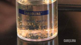 How to Care for Daphnia [upl. by Adham]