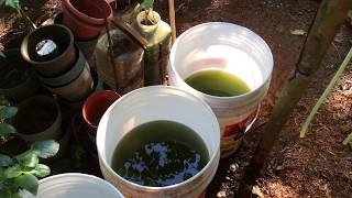 How to grow Green Water Algae [upl. by Hamlin]