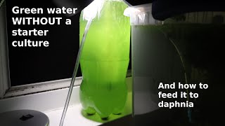 Green Water WITHOUT a Starter Culture  From Scratch  How To [upl. by Derek]