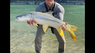 Golden Mahseer Fishing [upl. by Lerrehs]