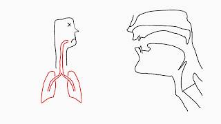 Phonetics Articulation [upl. by Esirahc]