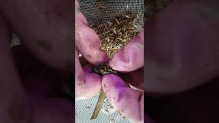 How to harvest Tithonia  Mexican Sunflower seeds [upl. by Cirdahc]