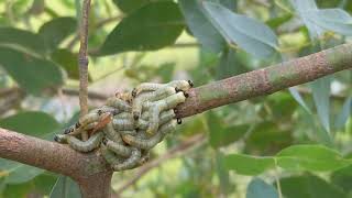 Sawfly larvae [upl. by Angrist]