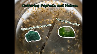 How To Culture Daphnia and Moinas using Green Water Spirulina powder [upl. by Dasha]