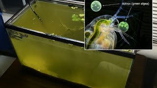 Raising Daphnia for the Freshwater Aquarium [upl. by Steffi]