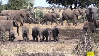 Watch Elephants Enjoy Life In Kruger National Park [upl. by Ifill]