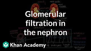 Glomerular filtration in the nephron  Renal system physiology  NCLEXRN  Khan Academy [upl. by Siegfried714]