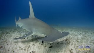 Great Hammerhead Sharks  SHARK ACADEMY [upl. by Petta86]