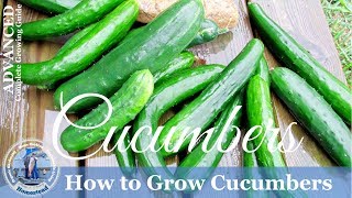 How To Grow Cucumbers Vertically on a Trellis [upl. by Tseng]