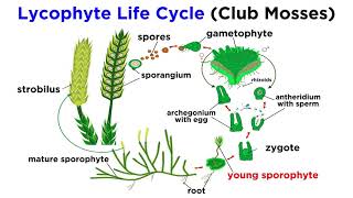 Lycophytes Early Vascular Plants [upl. by Geminius129]