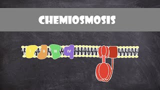 Chemiosmosis  Biochemistry [upl. by Tymon189]