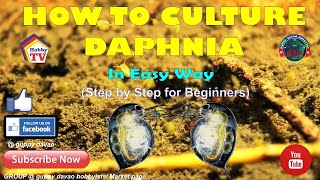 HOW TO CULTURE DAPHNIA In Easy Way [upl. by Denison]