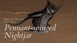 Pennantwinged Nightjar  Bird of the Day ep 1 [upl. by Anav]