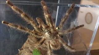 Breeding Poecilotheria regalis Part 1 [upl. by Petromilli]